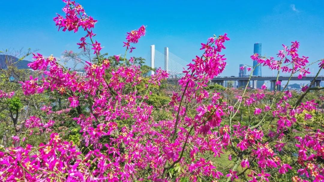 1702363612586990.jpg 1.jpg